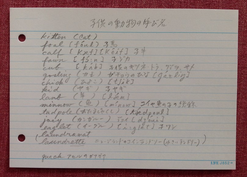 時には、自分の気になった単語は、徹底的に調べてみよう！動物の子供の名前が、わからないと外国の童話が読めない！